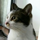 Avatar for Lap L