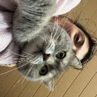 Profilbild für Perla L