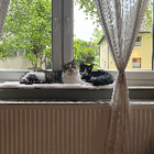 Profilbild für Laura M