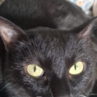 Avatar pour Maureen C