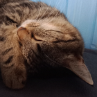 Avatar pour CLAIRE O