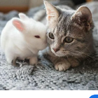 Avatar for Melissa D