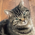 Avatar for Joseph (Joe) D