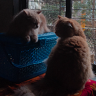 Avatar pour Rajnandini (Nina) G