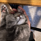 Profilbild für Yifei W