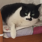 Profilbild für Luojia W