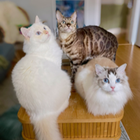 Avatar for Woon (Nicholas) C