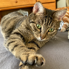 Avatar pour Alyson B