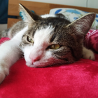 Profilbild für Alexandra A