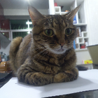 Profilbild für Yiran Z