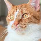 Avatar pour Clotilde D