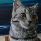 Profilbild für Flavia C