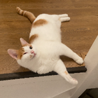 Profielfoto voor Rue Z