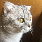 Profilbild für Yinxuan W