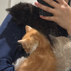 Avatar pour Songül F