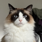 Profilbild für Qianrui L