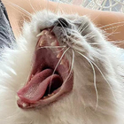 Profilbild für Fenglin C