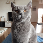 Profilbild für Bozica R