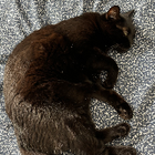 Avatar pour agathe b