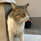 Avatar pour Nergis E