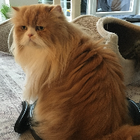Profilbild für Corinna O