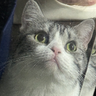 Profilbild für Yutong Z
