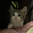 Profielfoto voor duojiao W