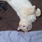 Profielfoto voor Laurie B