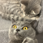 Profilbild für Kibela B