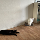 Profilbild für Xiaoru J