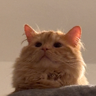 Profilbild für Congying M
