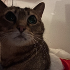 Avatar for Wing (Summi) S