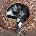 Profielfoto voor Cynthia Dewi I