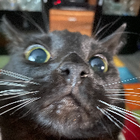Profilbild für Schäfer D