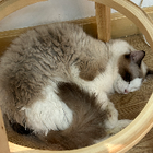 Avatar for Yan (Charlotte) C