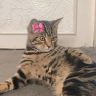 Avatar for Maariya K