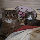 Profilbild für Sara J