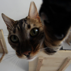 Avatar pour Joanna L