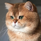 Avatar for Mohammed (Ikram) C