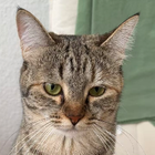 Profilbild für Meng Z