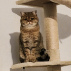 Profilbild für Zeqi L