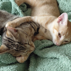 Profilbild für Busra D