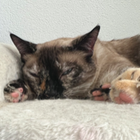 Profilbild für Christina A