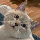 Profilbild für JO-JO D