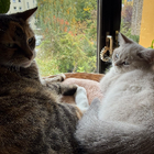 Profilbild für Georgina R