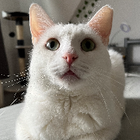 Profilbild für Seraphina B