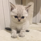 Avatar for Murtaza (Munty) M