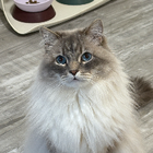 Profielfoto voor Vivian C