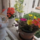 Avatar pour Angèle O