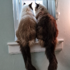 Avatar for Michelle D